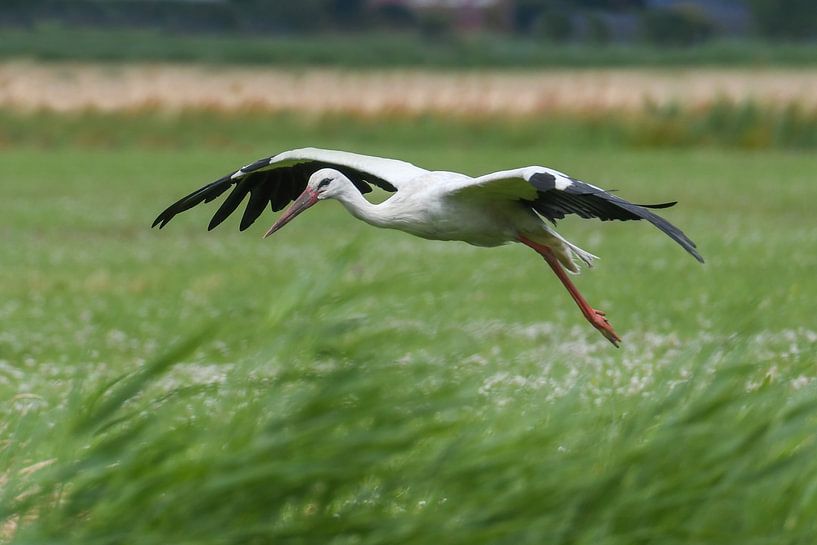 Ooievaar landing / Landing Stork van Henk de Boer