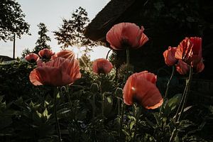 Rosa Mohnblumen bei Sonnenuntergang | Elburg, Niederlande von Trix Leeflang