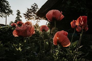 Rosa Mohnblumen bei Sonnenuntergang | Elburg, Niederlande von Trix Leeflang