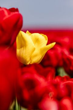 Tulipe jaune sur Dana Schoenmaker