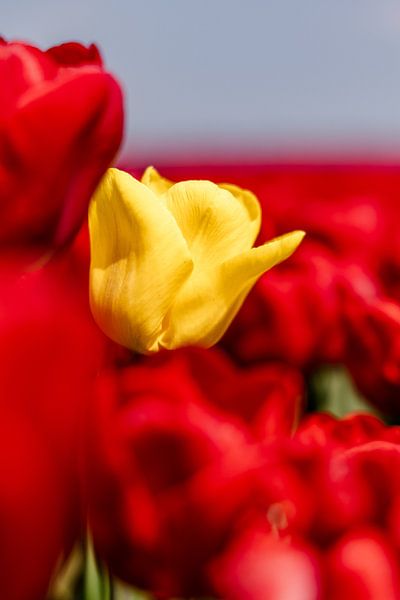Yellow Tulip by Dana Schoenmaker