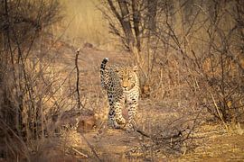 Golden by Aniek - Through Blue eyes