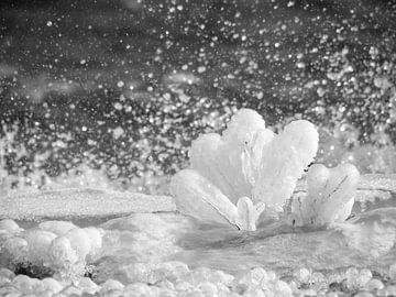 Bevroren bloem van Martijn Tilroe