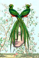 Three birds in Paradise