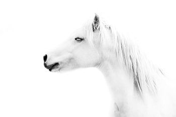 Paard in Dromerige Stilte Zwart Wit Portret