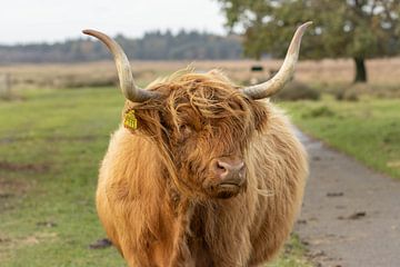 Schotse hooglander hoofd portret van KB Design & Photography (Karen Brouwer)