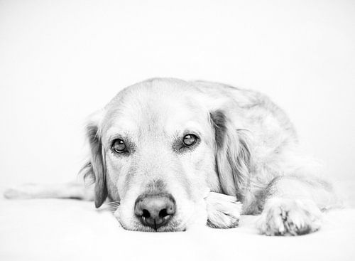Goldenretriever