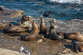 Sea Lions Morning Yoga by Joseph S Giacalone Photography