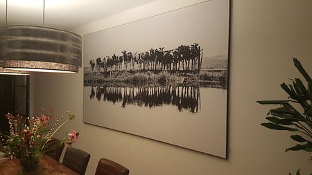 cows in a row (black/white)