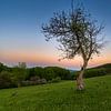 Arbre du coucher du soleil 2 sur Peter Oslanec