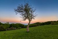 Sunset Tree 2