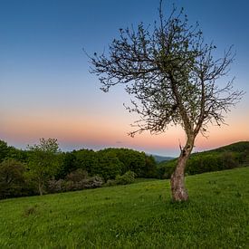 Sonnenuntergangsbaum 2 von Peter Oslanec