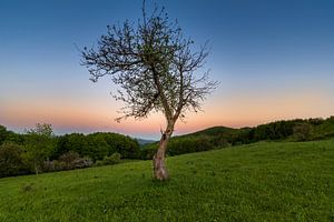 Sonnenuntergangsbaum 2 von Peter Oslanec