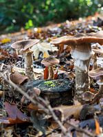 Cercle des sorcières des champignons Forêt belge