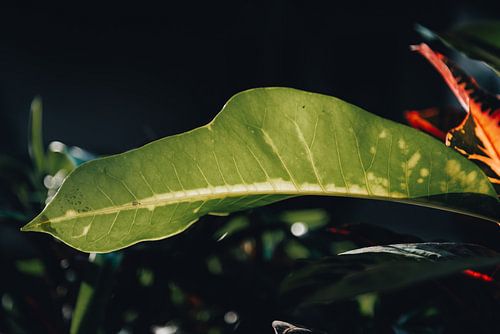 Illuminated Green Leaf Grain on black background