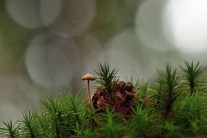 Mushroom by John Leeninga