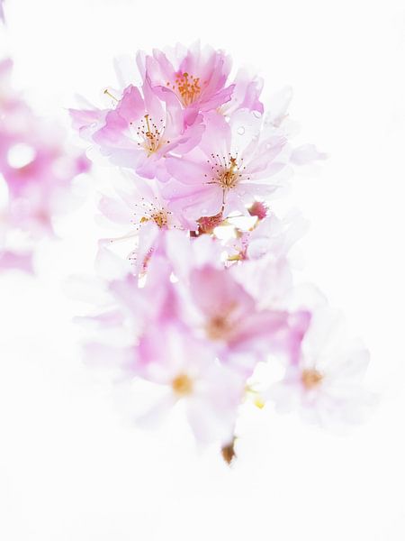 Kirschblüte #3 von Lex Schulte