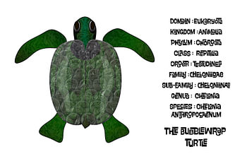 La tortue à carapace bosselée (Chelonia anthropocaenum)
