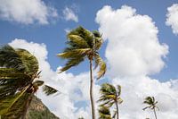 Palmbomen dansend in de wind
