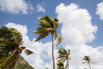 Palm trees dancing in the wind by Joanne Blokland