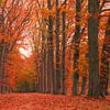 Bomenlaan panorama met rode herfstkleuren van Ideasonthefloor