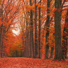 Bomenlaan panorama met rode herfstkleuren van Ideasonthefloor