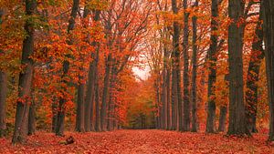 Panorama der Avenue of Trees mit roten Herbstfarben von Ideasonthefloor