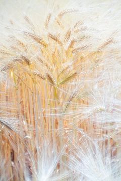 Ripe wheat stalks by Danny Budts