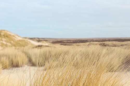 Genießen Sie die Dünen von Annelou de Man