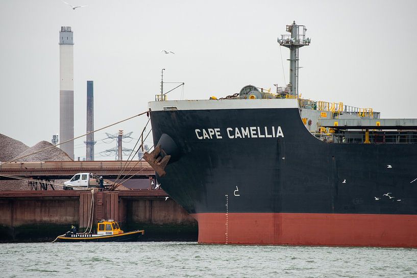 The rowers are hard at work by scheepskijkerhavenfotografie
