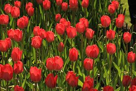 Rode tulpen