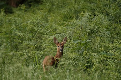 Ree in het Groen