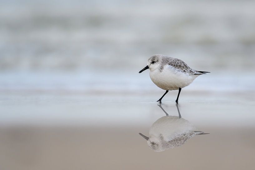 Sanderling par Peter Deschepper