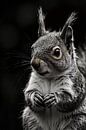 Black-and-white photo of squirrel by Art & Soul Creations thumbnail
