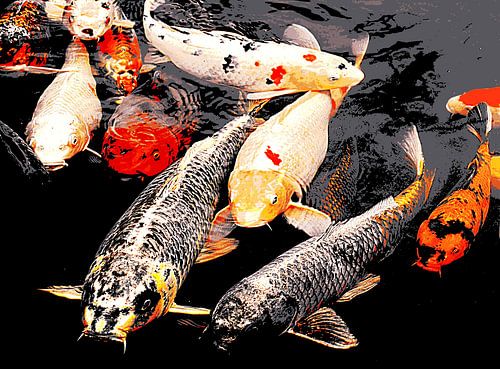 Koi fish in a pond mixed media