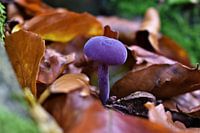 Pilz