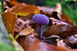 Pilz von Bert Kottier