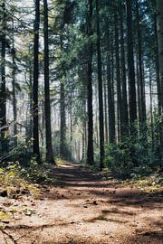 Waldweg von Wouter van Twillert