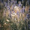 Koolwitje tussen de bloemen van MdeJong Fotografie