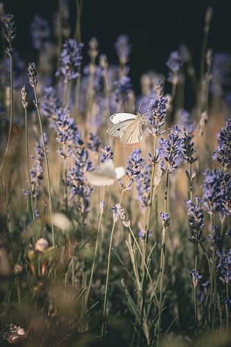 Koolwitje tussen de bloemen