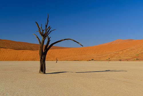 Dode boom in Dode Flei