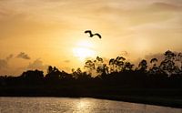 Mooie zonsondergang in Suriname