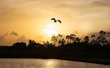Mooie zonsondergang in Suriname van Natuurpracht   Kees Doornenbal