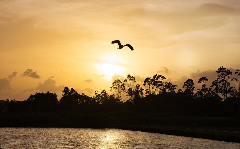 Magnifique coucher de soleil au Suriname par Natuurpracht   Kees Doornenbal