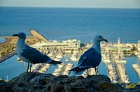 Zeemeeuwen op een rots met uitzicht op de haven van Denia