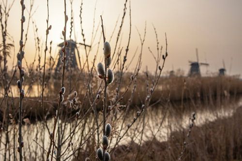 Zonsopkomst molens bij Werelderfgoed Kinderdijk met katjes en Saharastof