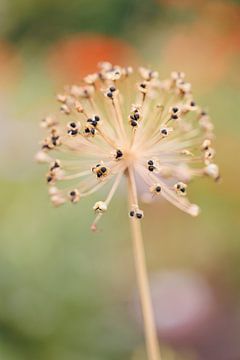 Allium - Faded van Dagmar Hijmans
