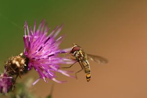 Zweefvlieg op distel sur Hans van Otterloo