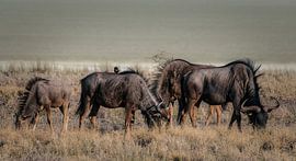 Adopted by Loris Photography