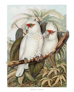 Deux Perroquets Blancs